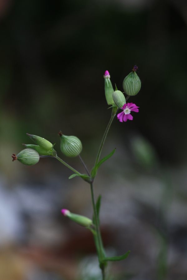 Silene conica / Silene conica